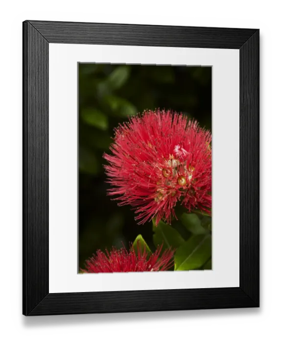 Framed Print : Pohutukawa Flower, Dunedin, South Island, New Zealand