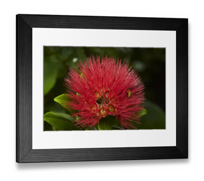 Framed Print : Pohutukawa Flower, Dunedin, South Island, New Zealand