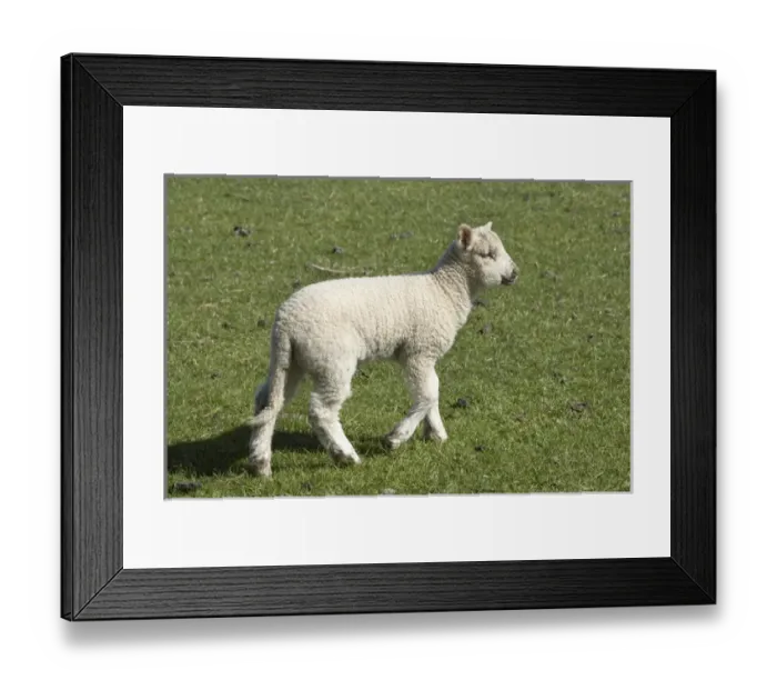 Framed Print : Spring lamb, Dunedin, Otago, South Island, New Zealand Framed Print : Spring lamb, Dunedin, Otago, South Island, New Zealand