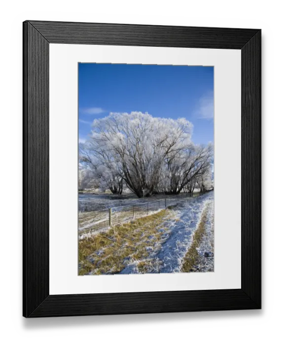 Framed Print : New Zealand, South Island, Central Otago, near Oturehua, Hoar Frost Framed Print : New Zealand, South Island, Central Otago, near Oturehua, Hoar Frost