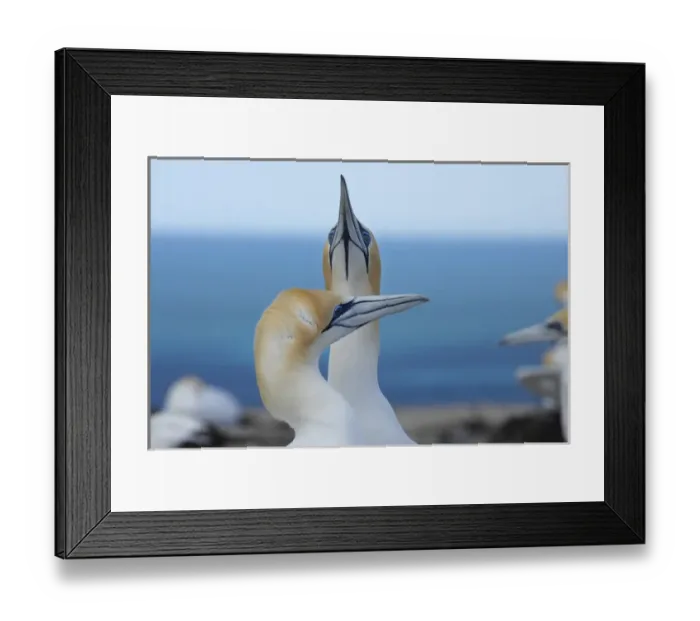 Framed Print : Australasian Gannets ( Morus serrator ) at Cape Kidnappers Gannet Colony, Hawkes Bay Framed Print : Australasian Gannets ( Morus serrator ) at Cape Kidnappers Gannet Colony, Hawkes Bay