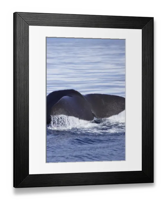 Framed Print : New Zealand, South Island, Marlborough, Kaikoura, Sperm Whale - Physeter macrocephalus Framed Print : New Zealand, South Island, Marlborough, Kaikoura, Sperm Whale - Physeter macrocephalus