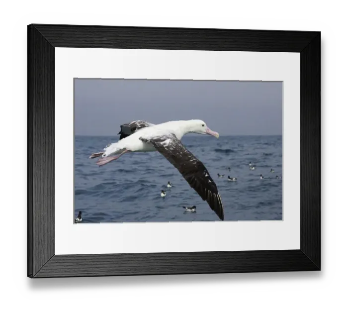 Framed Print : New Zealand, South Island, Marlborough, Kaikoura, Gibsons Albatross (Wandering Framed Print : New Zealand, South Island, Marlborough, Kaikoura, Gibsons Albatross (Wandering