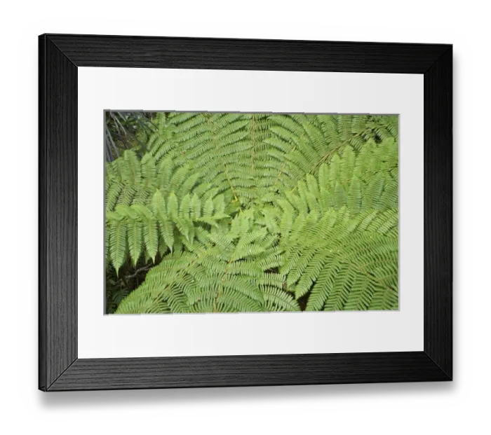 Framed Print : Tree Fern (ponga), Fiordland National Park, Fiordland, South Island, New Zealand