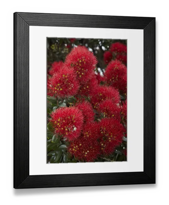 Framed Print : Closeup of native Pohutukawa flowers (metrosideros excelsa) in the Bay of Islands Framed Print : Closeup of native Pohutukawa flowers (metrosideros excelsa) in the Bay of Islands