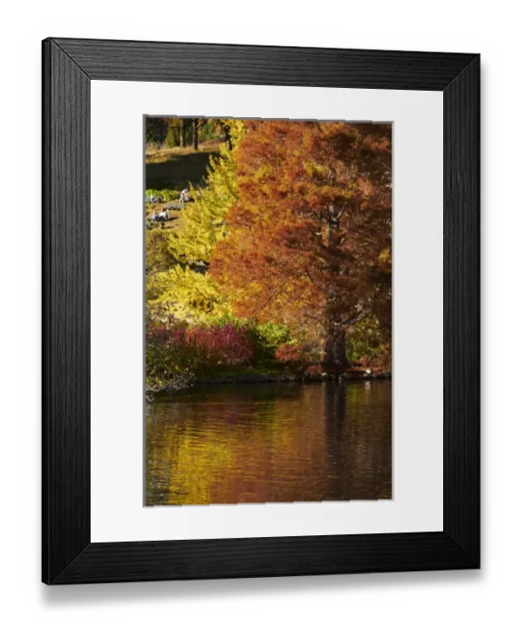 Framed Print : Autumn colour reflected in duck pond, Botanic Gardens, Dunedin, Otago, South Island