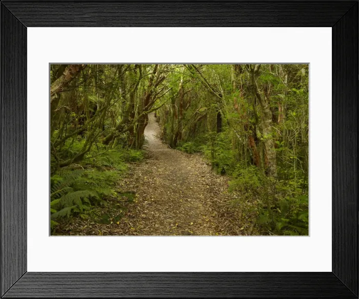 Framed Print : Track to Matai Falls, Catlins, South Otago, South Island, New Zealand Framed Print : Track to Matai Falls, Catlins, South Otago, South Island, New Zealand