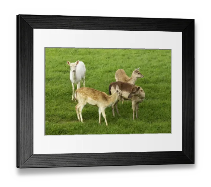 Framed Print : New Zealand, South Island, West Coast, Karamea, Fawns Framed Print : New Zealand, South Island, West Coast, Karamea, Fawns