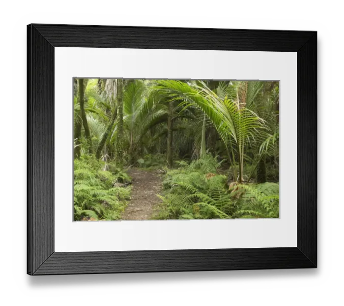 Framed Print : New Zealand, South Island, West Coast, Nikau Palms, Heaphy Track, near Karamea, Kahurangi