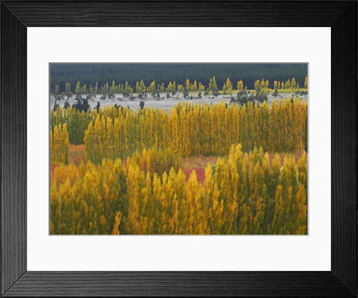 Framed Print : Poplar trees and orchard in autumn, Bannockburn, near Cromwell, Central Otago, South Island Framed Print : Poplar trees and orchard in autumn, Bannockburn, near Cromwell, Central Otago, South Island