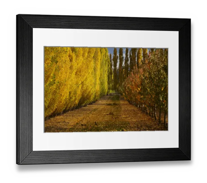 Framed Print : Orchard in autumn, Ripponvale, near Cromwell, Central Otago, South Island, New Zealand