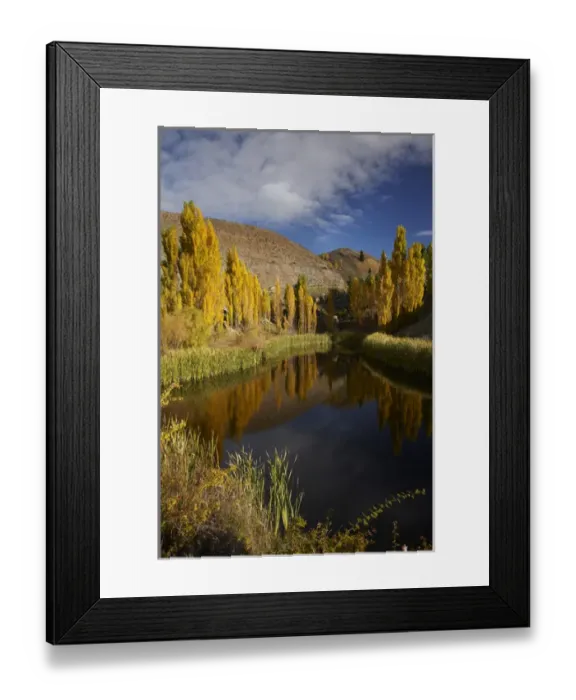 Framed Print : Poplar trees in autumn reflected in pond, Bannockburn, near Cromwell, Central Otago Framed Print : Poplar trees in autumn reflected in pond, Bannockburn, near Cromwell, Central Otago