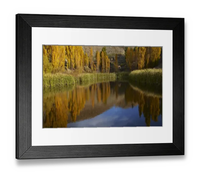 Framed Print : Poplar trees in autumn reflected in pond, Bannockburn, near Cromwell, Central Otago Framed Print : Poplar trees in autumn reflected in pond, Bannockburn, near Cromwell, Central Otago