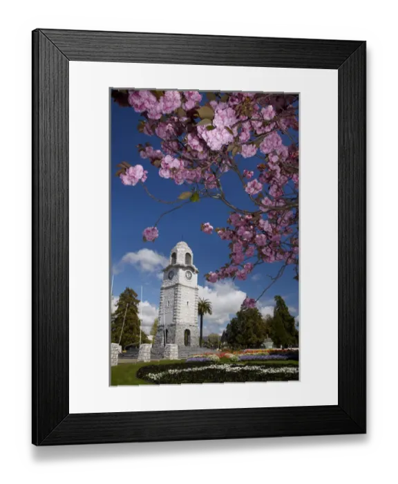 Framed Print : Spring blossom and Memorial Clock Tower, Seymour Square, Blenheim, Marlborough, South Island Framed Print : Spring blossom and Memorial Clock Tower, Seymour Square, Blenheim, Marlborough, South Island