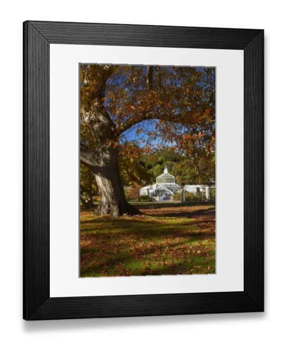 Framed Print : Winter Gardens and autumn colour, Botanic Gardens, Dunedin, Otago, South Island