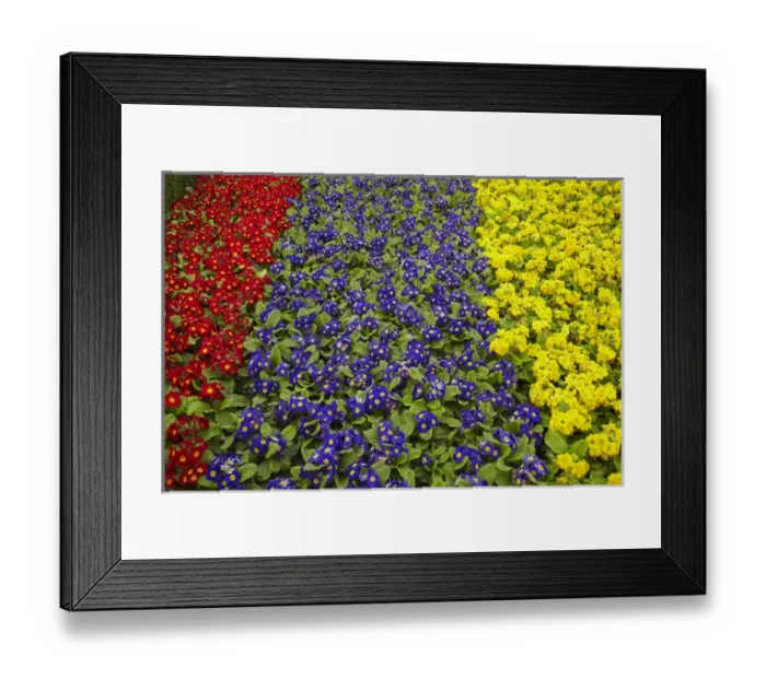 Framed Print : Flower garden at Dunedin Railway Station, South Island, New Zealand Framed Print : Flower garden at Dunedin Railway Station, South Island, New Zealand