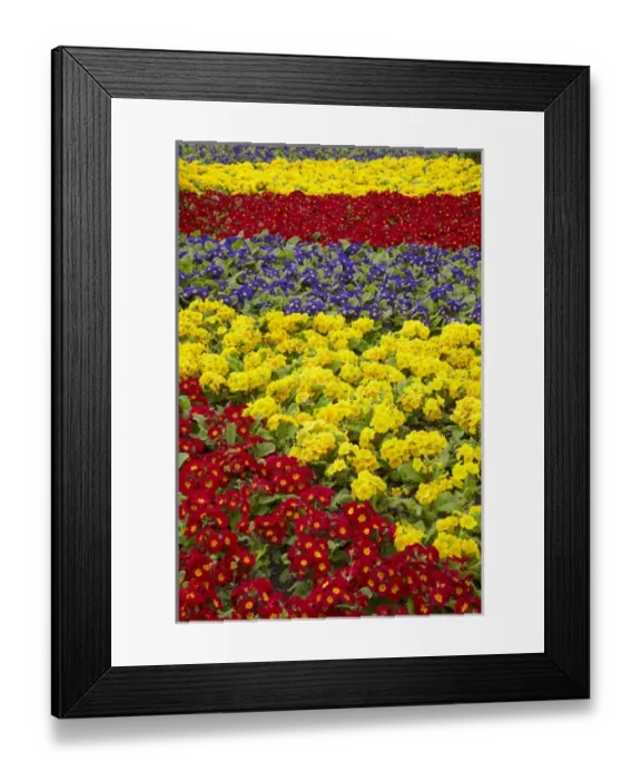 Framed Print : Flower garden at Dunedin Railway Station, South Island, New Zealand Framed Print : Flower garden at Dunedin Railway Station, South Island, New Zealand
