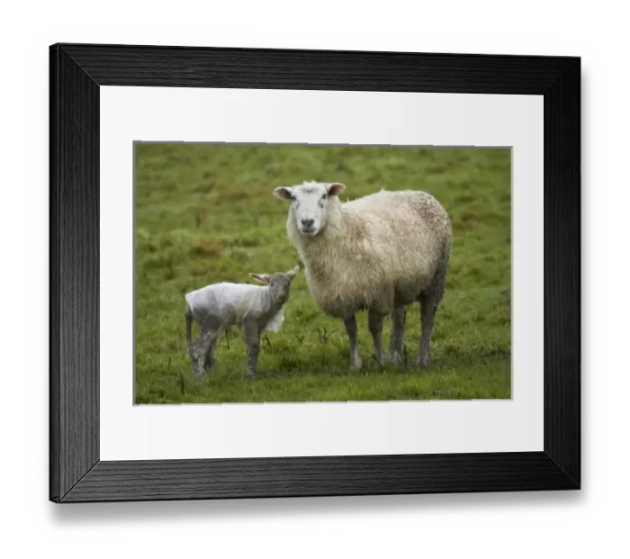 Framed Print : Sheep and lamb with plastic coat, Taieri Plains, near Dunedin, Otago, South Island Framed Print : Sheep and lamb with plastic coat, Taieri Plains, near Dunedin, Otago, South Island