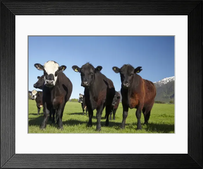Framed Print : Cows near Kaikoura, and Seaward Kaikoura Ranges, Marlborough, South Island, New Zealand