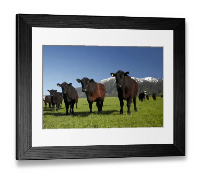 Framed Print : Cows near Kaikoura, and Seaward Kaikoura Ranges, Marlborough, South Island, New Zealand