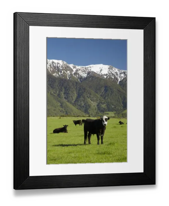 Framed Print : Cows near Kaikoura, and Seaward Kaikoura Ranges, Marlborough, South Island, New Zealand