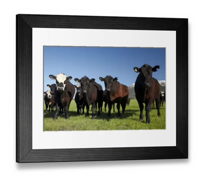 Framed Print : Cows near Kaikoura, and Seaward Kaikoura Ranges, Marlborough, South Island, New Zealand