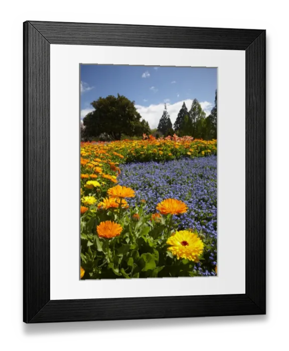 Framed Print : Spring Flowers, Pollard Park, Blenheim, Marlborough, South Island, New Zealand Framed Print : Spring Flowers, Pollard Park, Blenheim, Marlborough, South Island, New Zealand