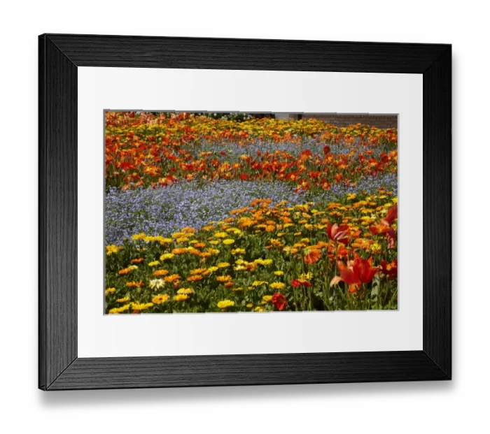 Framed Print : Spring Flowers, Pollard Park, Blenheim, Marlborough, South Island, New Zealand Framed Print : Spring Flowers, Pollard Park, Blenheim, Marlborough, South Island, New Zealand
