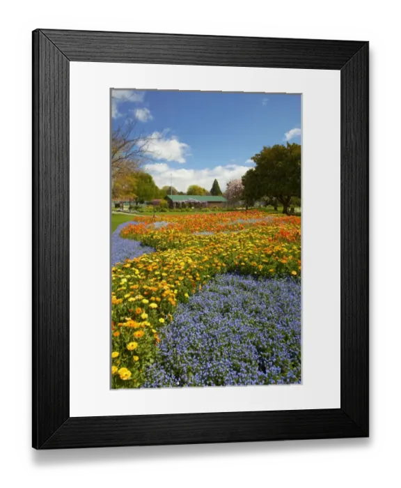 Framed Print : Spring Flowers, Pollard Park, Blenheim, Marlborough, South Island, New Zealand Framed Print : Spring Flowers, Pollard Park, Blenheim, Marlborough, South Island, New Zealand
