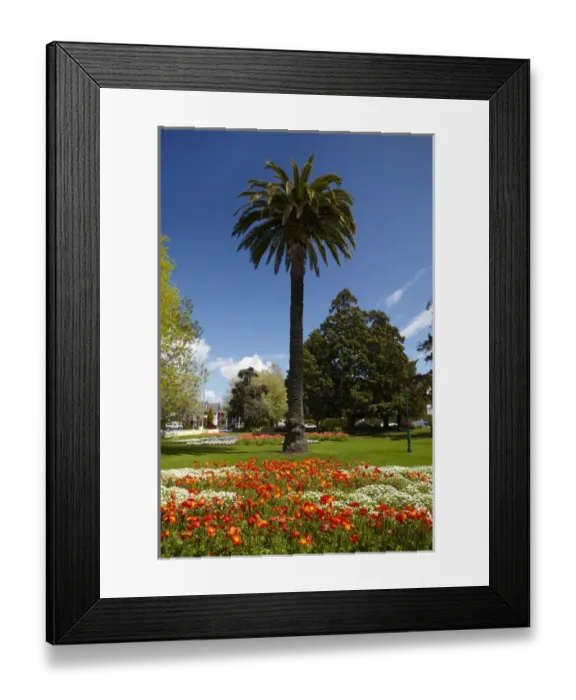 Framed Print : Palm tree and flower Gardens, Seymour Square, Blenheim, Marlborough, South Island