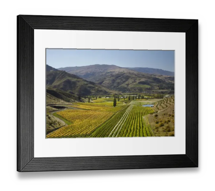 Framed Print : Felton Road Vineyard in autumn, Bannockburn, near Cromwell, Central Otago, South Island Framed Print : Felton Road Vineyard in autumn, Bannockburn, near Cromwell, Central Otago, South Island