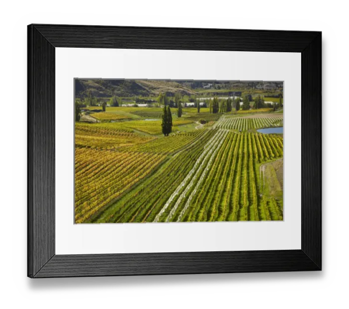 Framed Print : Felton Road Vineyard in autumn, Bannockburn, near Cromwell, Central Otago, South Island