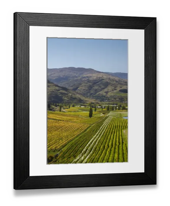 Framed Print : Felton Road Vineyard in autumn, Bannockburn, near Cromwell, Central Otago, South Island Framed Print : Felton Road Vineyard in autumn, Bannockburn, near Cromwell, Central Otago, South Island