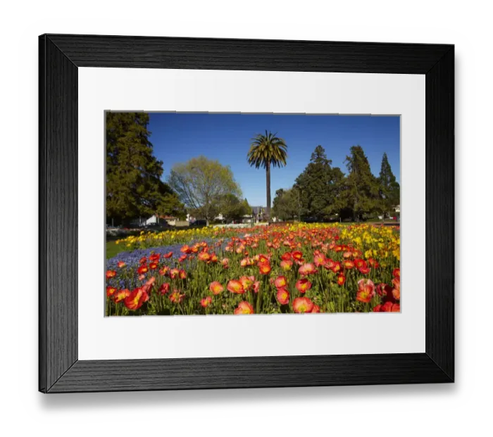 Framed Print : Flower Gardens and palm tree, Seymour Square, Blenheim, Marlborough, South Island