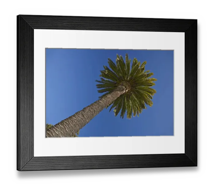 Framed Print : Palm tree, Seymour Square, Blenheim, Marlborough, South Island, New Zealand