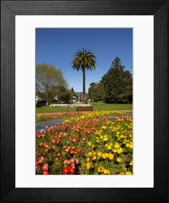 Framed Print : Flower Gardens and palm tree, Seymour Square, Blenheim, Marlborough, South Island