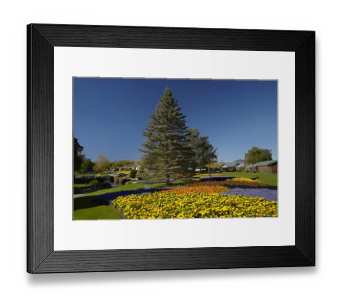 Framed Print : Spring Flowers, Pollard Park, Blenheim, Marlborough, South Island, New Zealand Framed Print : Spring Flowers, Pollard Park, Blenheim, Marlborough, South Island, New Zealand