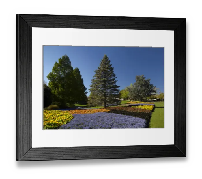 Framed Print : Spring Flowers, Pollard Park, Blenheim, Marlborough, South Island, New Zealand Framed Print : Spring Flowers, Pollard Park, Blenheim, Marlborough, South Island, New Zealand