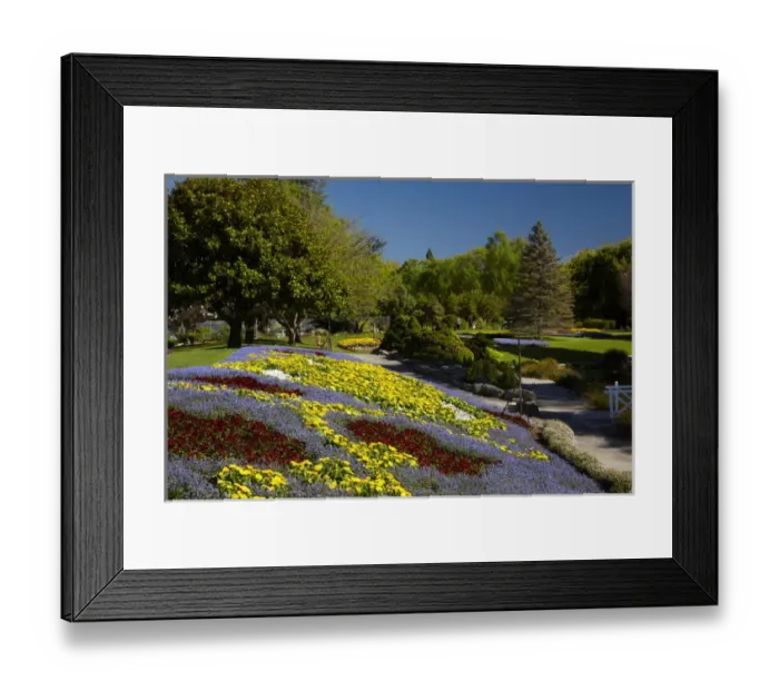Framed Print : Spring Flowers, Pollard Park, Blenheim, Marlborough, South Island, New Zealand Framed Print : Spring Flowers, Pollard Park, Blenheim, Marlborough, South Island, New Zealand