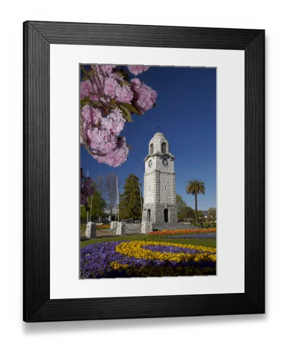 Framed Print : Spring blossom and Memorial Clock Tower, Seymour Square, Blenheim, Marlborough, South Island Framed Print : Spring blossom and Memorial Clock Tower, Seymour Square, Blenheim, Marlborough, South Island