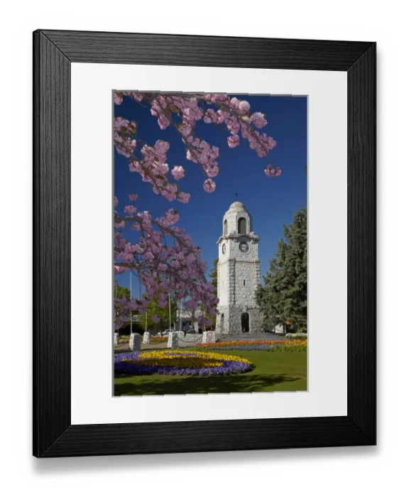 Framed Print : Spring blossom and Memorial Clock Tower, Seymour Square, Blenheim, Marlborough, South Island