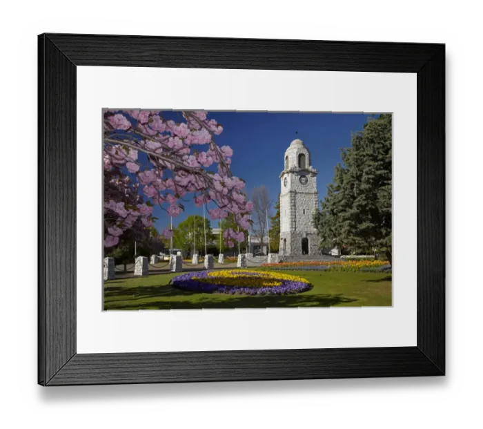 Framed Print : Spring blossom and Memorial Clock Tower, Seymour Square, Blenheim, Marlborough, South Island Framed Print : Spring blossom and Memorial Clock Tower, Seymour Square, Blenheim, Marlborough, South Island
