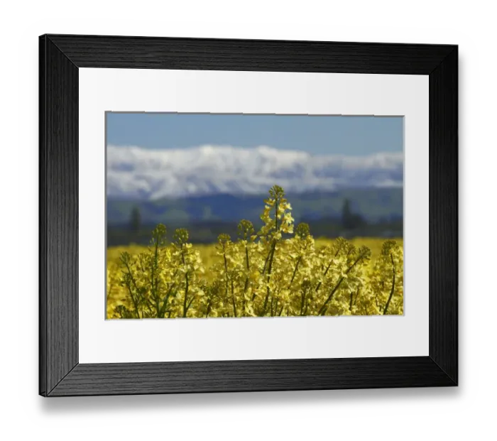 Framed Print : Rapeseed Field, near Timaru, South Canterbury, South Island, New Zealand