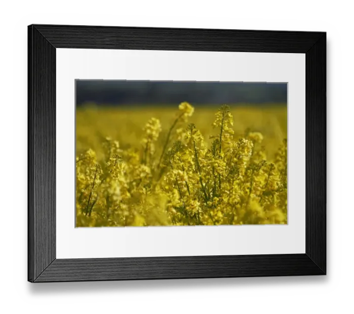 Framed Print : Rapeseed Field, near Timaru, South Canterbury, South Island, New Zealand Framed Print : Rapeseed Field, near Timaru, South Canterbury, South Island, New Zealand