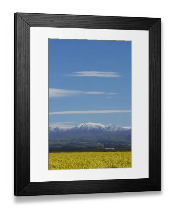 Framed Print : Rapeseed Field, near Timaru, South Canterbury, South Island, New Zealand Framed Print : Rapeseed Field, near Timaru, South Canterbury, South Island, New Zealand