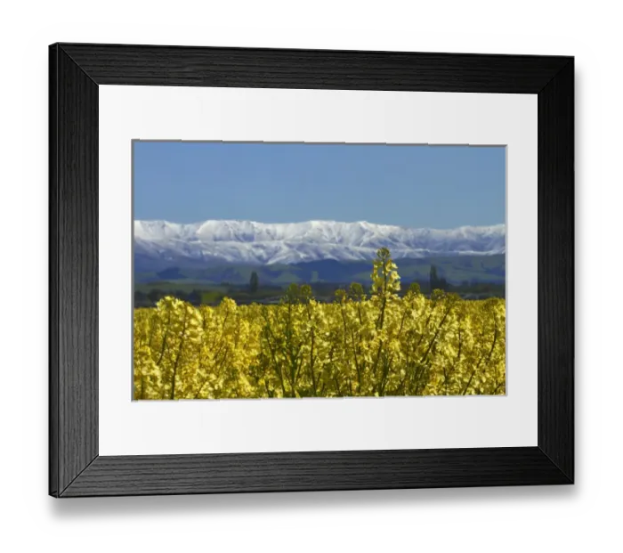 Framed Print : Rapeseed Field, near Timaru, South Canterbury, South Island, New Zealand Framed Print : Rapeseed Field, near Timaru, South Canterbury, South Island, New Zealand