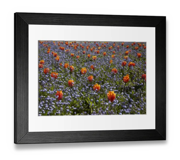 Framed Print : Tulips, Ashburton Domain, Mid-Canterbury, South Island, New Zealand Framed Print : Tulips, Ashburton Domain, Mid-Canterbury, South Island, New Zealand