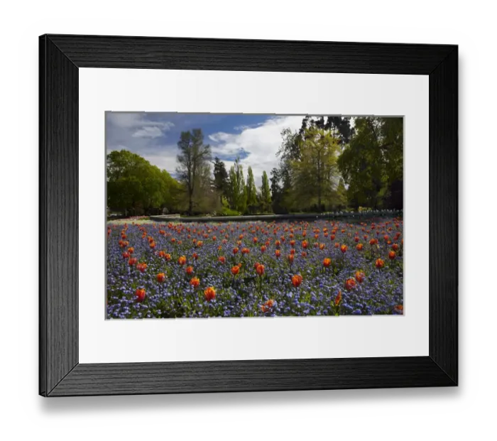 Framed Print : Tulips, Ashburton Domain, Mid-Canterbury, South Island, New Zealand Framed Print : Tulips, Ashburton Domain, Mid-Canterbury, South Island, New Zealand