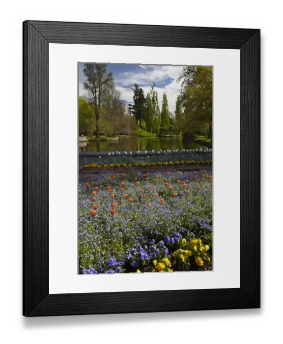 Framed Print : Tulips and pond, Ashburton Domain, Mid-Canterbury, South Island, New Zealand