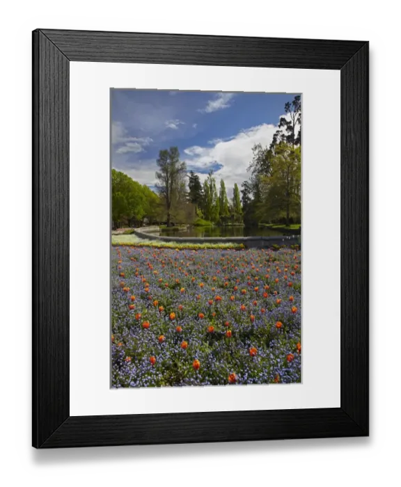 Framed Print : Tulips and pond, Ashburton Domain, Mid-Canterbury, South Island, New Zealand Framed Print : Tulips and pond, Ashburton Domain, Mid-Canterbury, South Island, New Zealand
